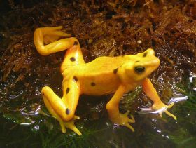 Golden Frog Panama El Valle de Anton ecotourism – Best Places In The World To Retire – International Living